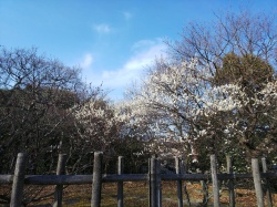 船岡山公園