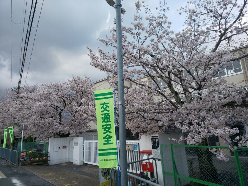 学校前の桜2