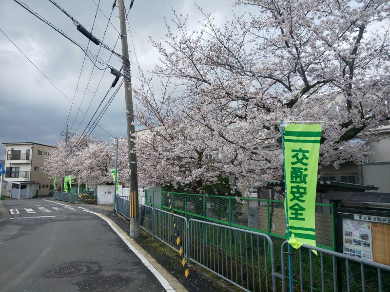 学校前の桜1